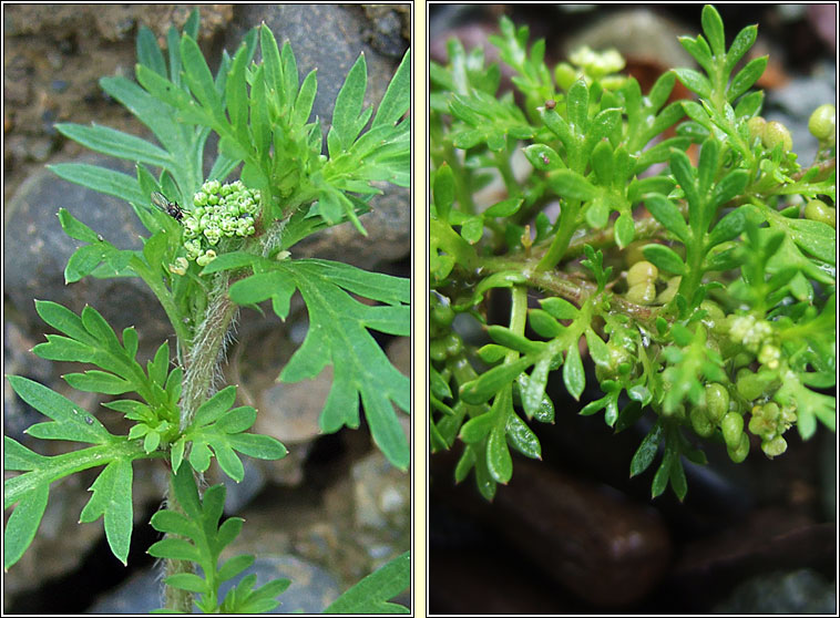 Lesser Swine-cress, Lepidium didymum, Cladhthach mhn