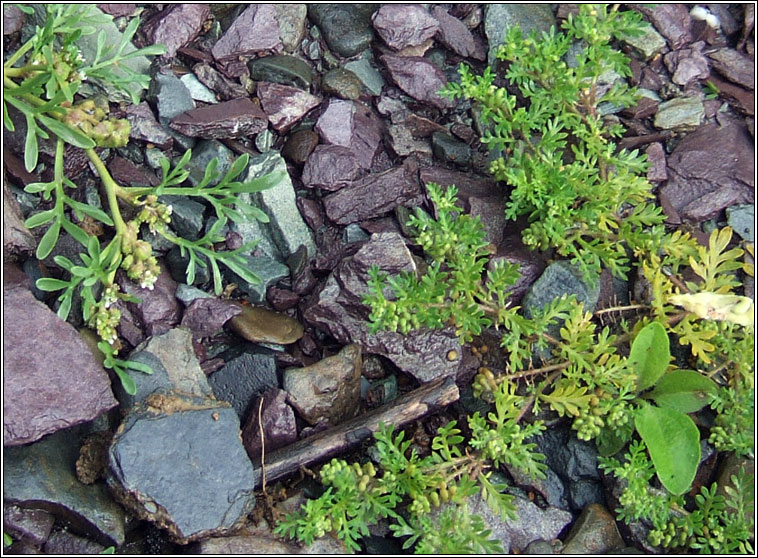 Lesser Swine-cress, Lepidium didymum, Cladhthach mhn