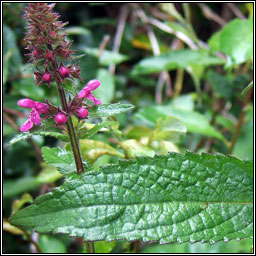 Hybrid Woundwort, Stachys x ambigua