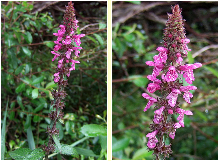 Hybrid Woundwort, Stachys x ambigua