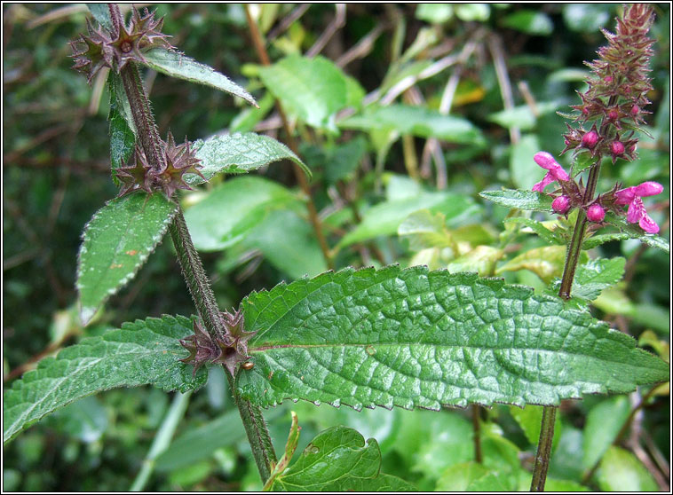 Hybrid Woundwort, Stachys x ambigua