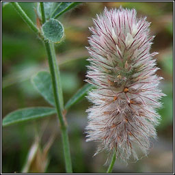 Hare's-foot Clover, Trifolium arvense, Cos mhaideach