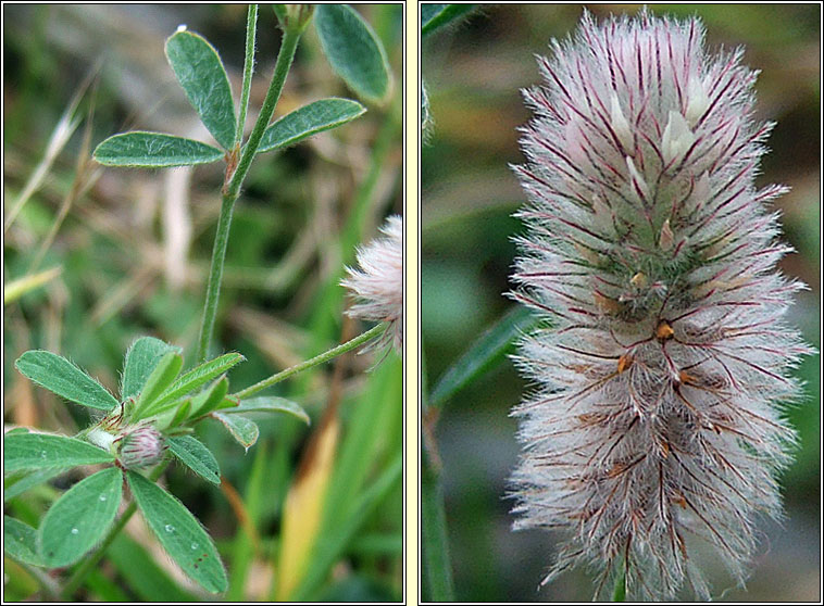 Hare's-foot Clover, Trifolium arvense, Cos mhaideach