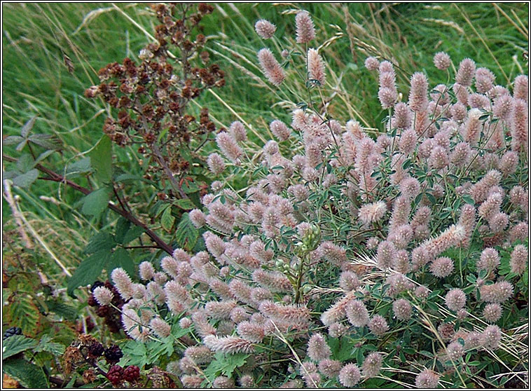 Hare's-foot Clover, Trifolium arvense, Cos mhaideach