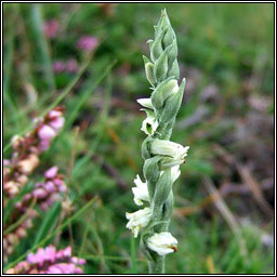 Autumn Lady's-tresses, Spiranthes spiralis, Ciln Muire