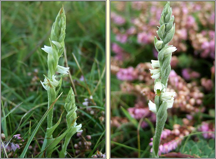 Autumn Lady's-tresses, Spiranthes spiralis, Ciln Muire