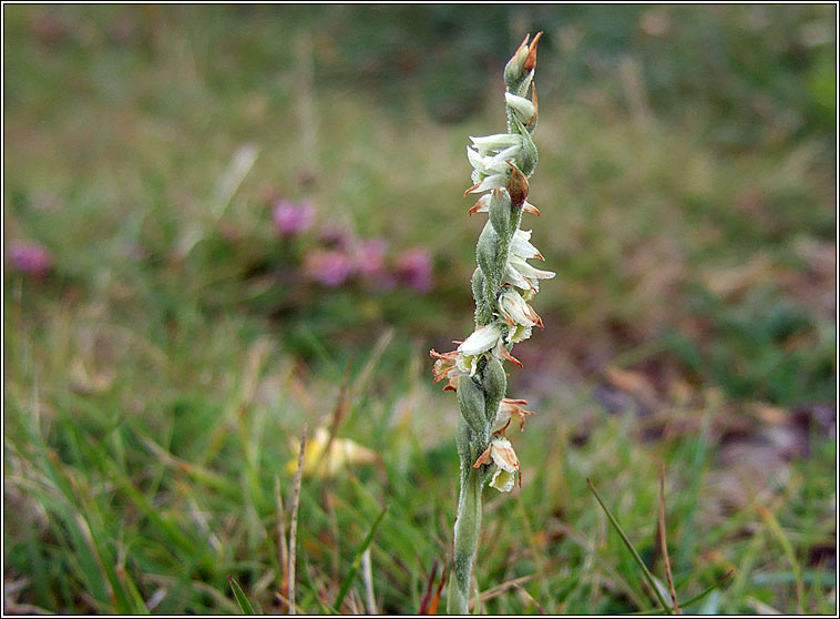 Autumn Lady's-tresses, Spiranthes spiralis, Ciln Muire