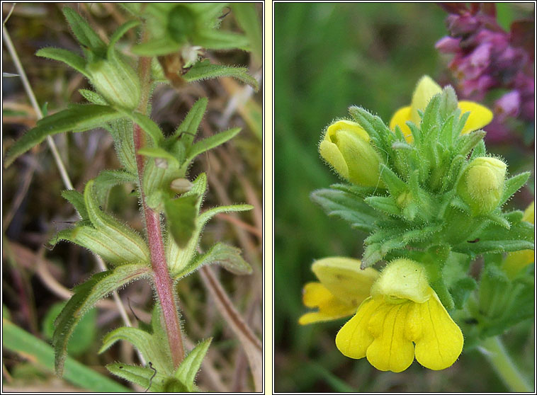 Yellow Bartsia, Parentucellia viscosa, Hocas tae bu