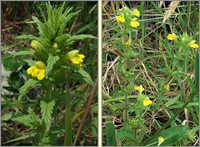 Yellow Bartsia, Parentucellia viscosa, Hocas tae bu