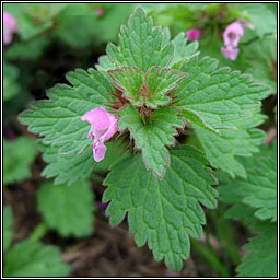 Cut-leaved Dead-nettle, Lamium hybridum, Caochneantg dhiosctha