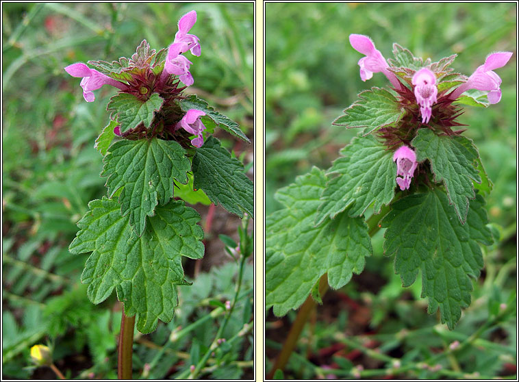 Cut-leaved Dead-nettle, Lamium hybridum, Caochneantg dhiosctha