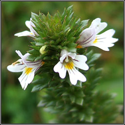 Western Eyebright, Euphrasia tetraquetra