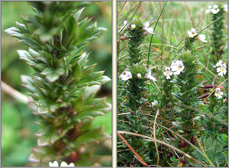 Western Eyebright, Euphrasia tetraquetra