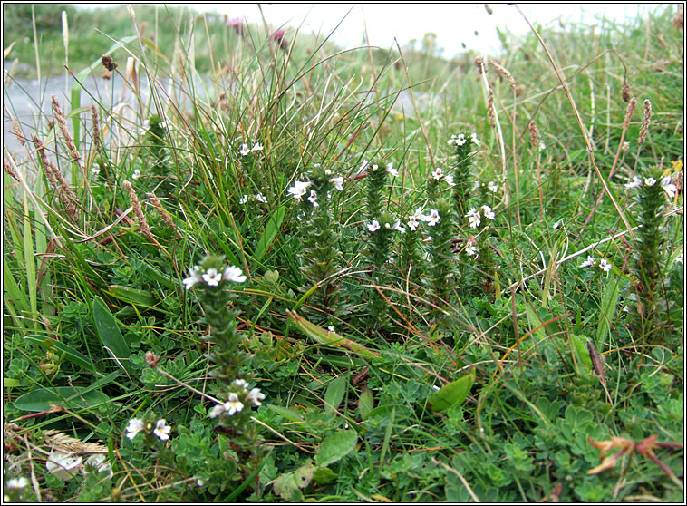 Western Eyebright, Euphrasia tetraquetra