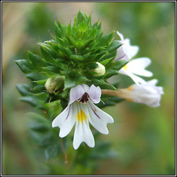 Arctic Eyebright (subsp), Euphrasia arctica subsp borealis