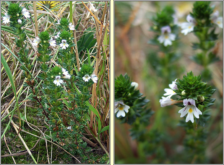 Arctic Eyebright (subsp), Euphrasia arctica subsp borealis