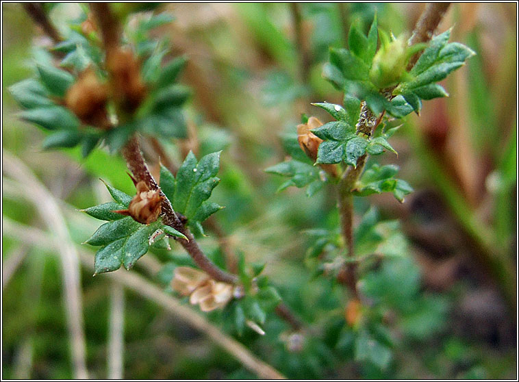 Arctic Eyebright (subsp), Euphrasia arctica subsp borealis