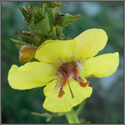 Twiggy Mullein, Verbascum virgatum