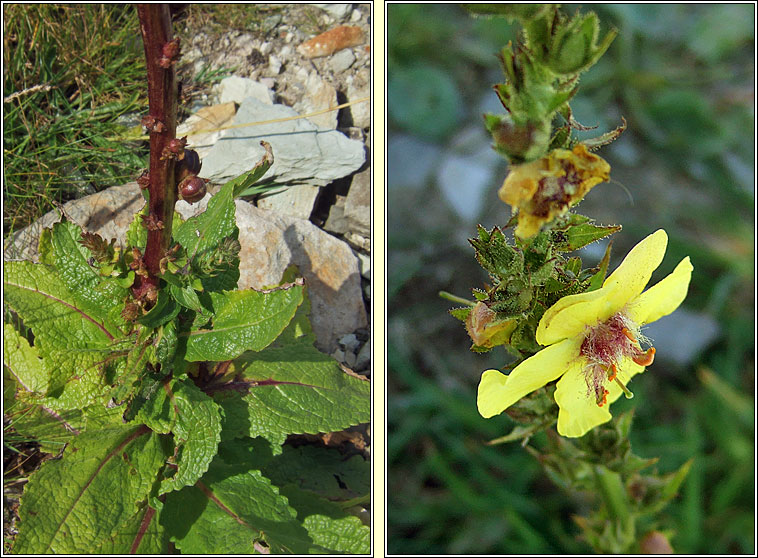 Twiggy Mullein, Verbascum virgatum