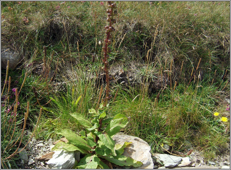 Twiggy Mullein, Verbascum virgatum