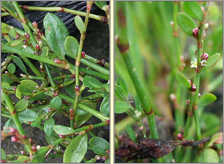 Knotgrass, Polygonum aviculare subsp littorale