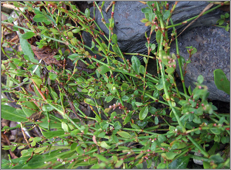 Knotgrass, Polygonum aviculare subsp littorale