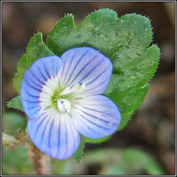 Grey Field-speedwell, Veronica polita, Lus cr liath