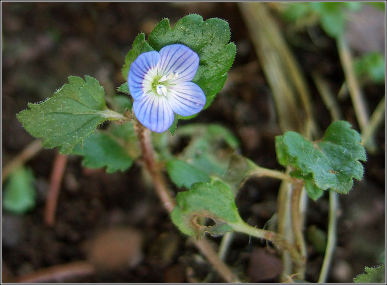 Grey Field-speedwell, Veronica polita, Lus cr liath