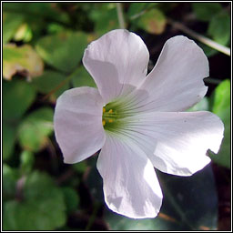 Pale Pink-sorrel, Oxalis incarnata