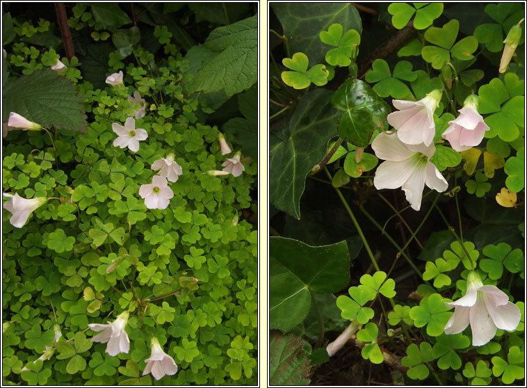 Pale Pink-sorrel, Oxalis incarnata