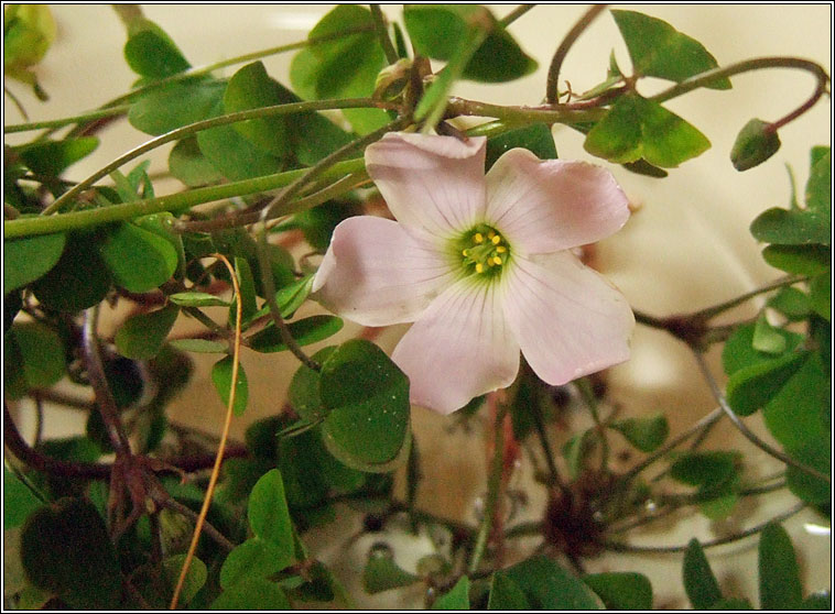 Pale Pink-sorrel, Oxalis incarnata