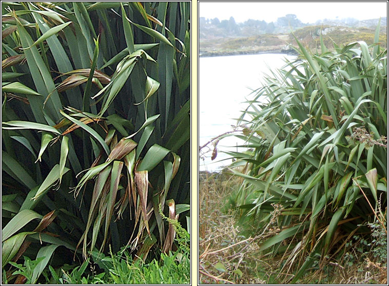 New Zealand Flax, Phormium tenax, Lon na Nua-Shalainne