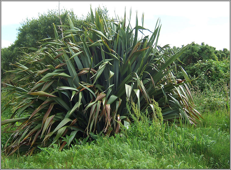 New Zealand Flax, Phormium tenax, Lon na Nua-Shalainne