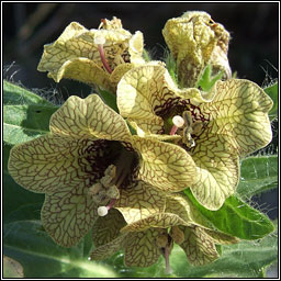 Henbane, Hyoscyamus niger, Gafann