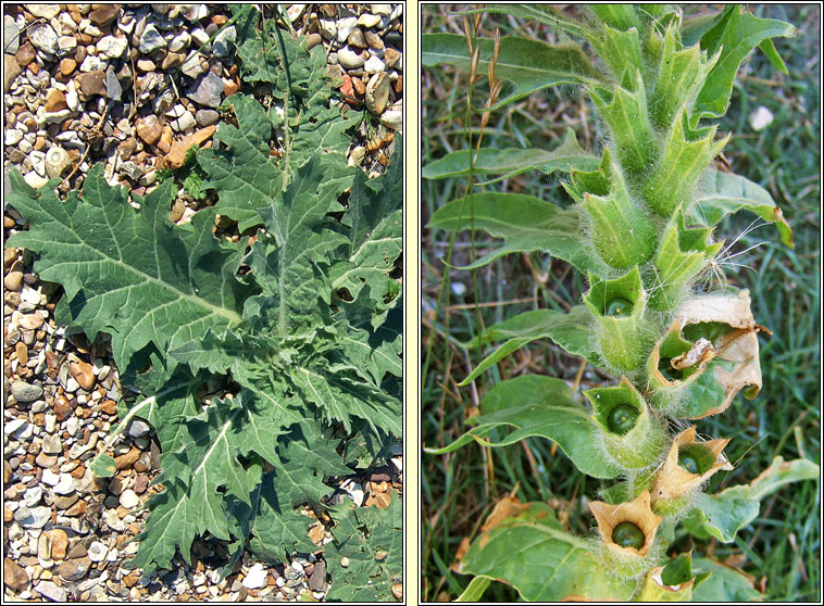 Henbane, Hyoscyamus niger, Gafann