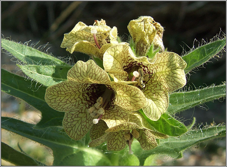 Henbane, Hyoscyamus niger, Gafann