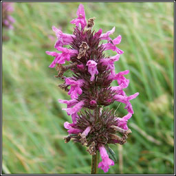 Betony, Betonica officinalis, Lus beatha