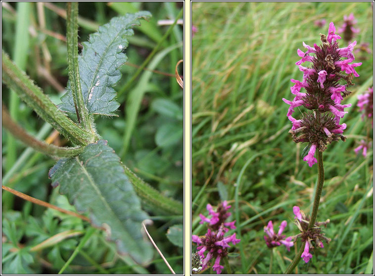 Betony, Betonica officinalis, Lus beatha