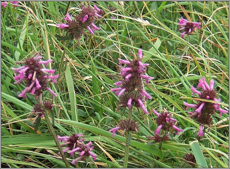 Betony, Betonica officinalis, Lus beatha