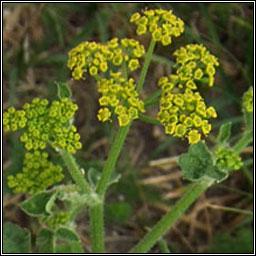 Wild Parsnip, Pastinaca sativa, Cuirdn bn