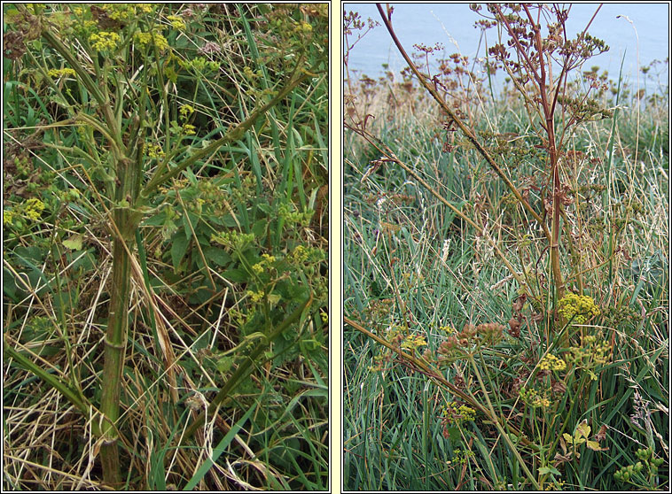 Wild Parsnip, Pastinaca sativa, Cuirdn bn