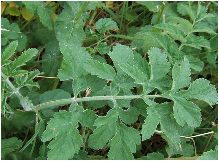 Wild Parsnip, Pastinaca sativa, Cuirdn bn