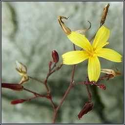 Wall Lettuce, Mycelis muralis, Leits bhalla