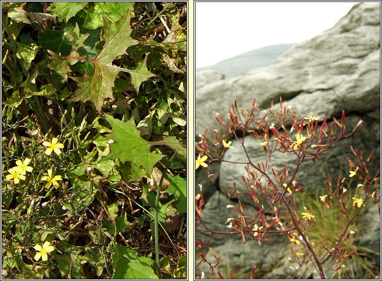 Wall Lettuce, Mycelis muralis, Leits bhalla