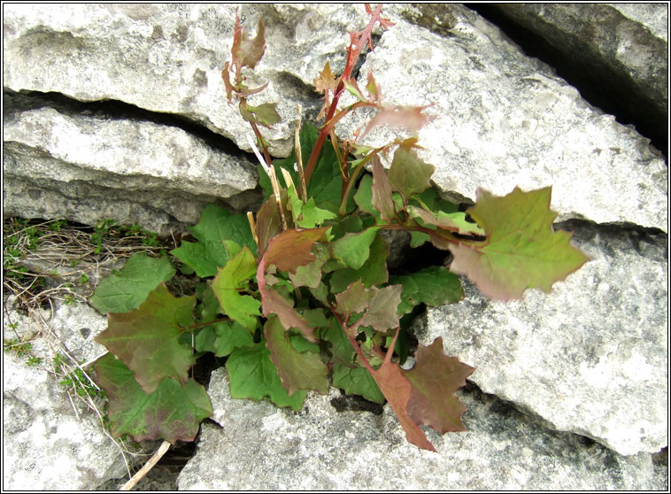 Wall Lettuce, Mycelis muralis, Leits bhalla