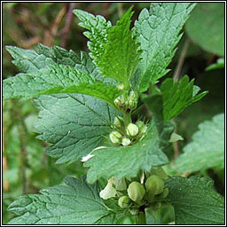 White Dead-nettle, Lamium album, Caochneantg bhn