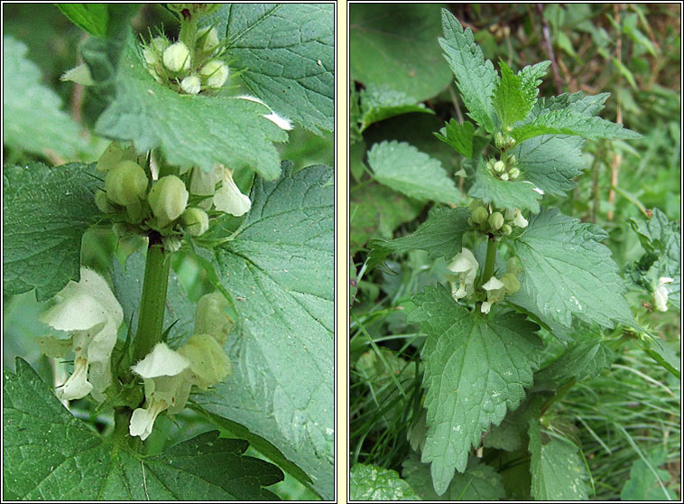 White Dead-nettle, Lamium album, Caochneantg bhn