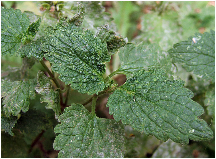 White Dead-nettle, Lamium album, Caochneantg bhn