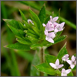 Field Madder, Sherardia arvensis, Dearg faille