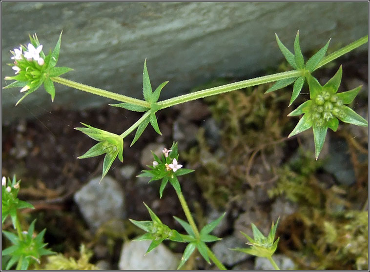 Field Madder, Sherardia arvensis, Dearg faille